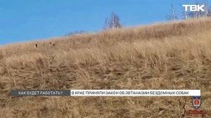 Закон об эвтаназии бездомных собак приняли в Красноярском крае