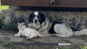 В Астраханской области сообщают о новом очаге смертельного заболевания