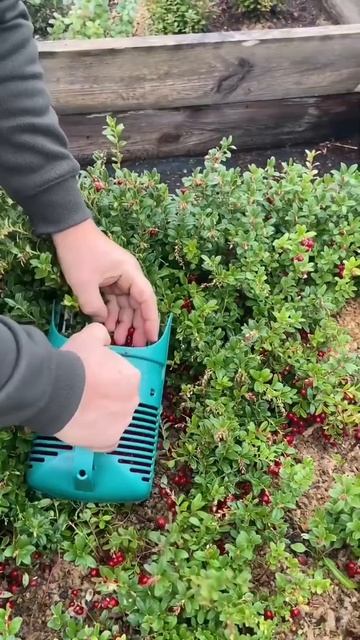 Брусника на огороде!!! смотреть онлайн