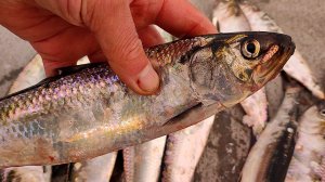 Секрет Моей Проводки. Ловля Селедки на Пилькер с берега. Рыбалка в Ялте