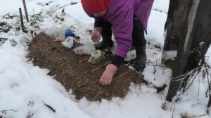 11-18 11 25г мармелад,посев косточковых