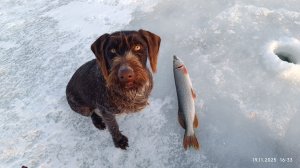 Выезд на Щуку, разведка по первому льду. Сезон открыл 18.11.2025