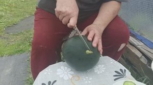 Режим долгожданный арбуз. Сорт "Огонек".