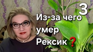 Из-за чего умер Рексик❓️