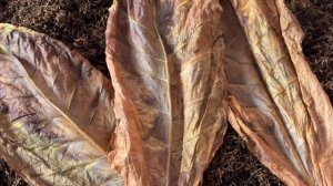 Признаки созревания Табака