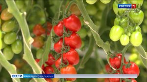 КБР возглавила рейтинг регионов по тепличным овощам