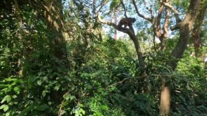 Остров обезьян.