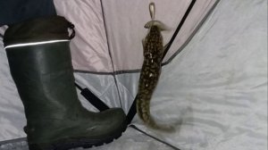 Ингода. Рыбалка на налима в ноябре 2025