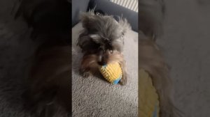 Любимка оценила наш подарок 🎁 👍❤