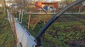 УКРЫТИЕ ВИНОГРАДНИКА НА ЗИМУ.