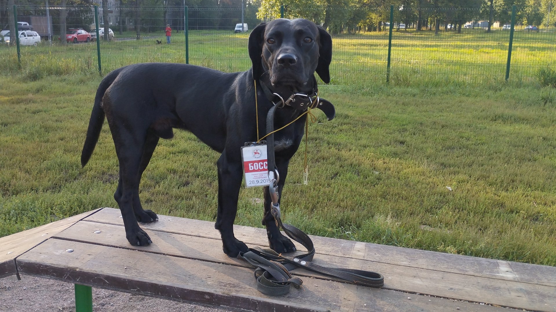 Моя Жизнь Кино @ Музей Псов смотреть онлайн