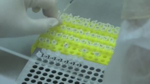 В Воронежской области значительно снизилось количество случаев бешенства