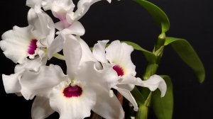Дендробиум Нобиле Siam White. Небольшой обзор и разговоры ни о чём