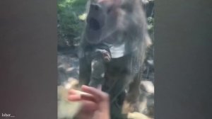 Смешные животные.Часть 58.