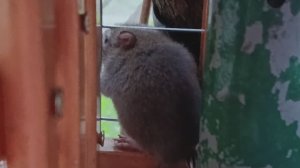 Принёс корм ,а тут уже ждёт посетитель ,замечен второй раз.