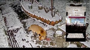 (1174) Лиса приходит в гости, а Лена на концерте