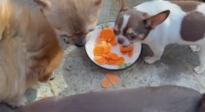 Морковочку сегодня все с удовольствием погрызли.