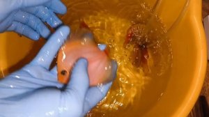 Дискусы в Москву