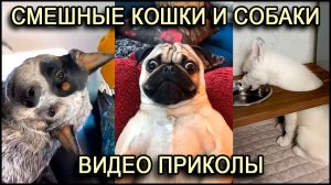 Смешные животные, видео кошки и собаки