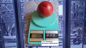 Обзор сортов томатов из моей коллекции. Сорта с историей, семейные и редкие сорта.