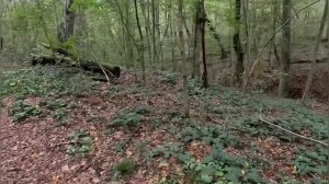 По грибы по ягоды