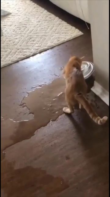 Смешные коты #92-7