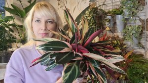 Строманта - результаты на фитильном поливе