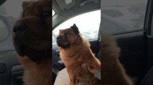 королевишна Рита приехала