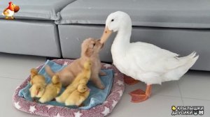 Утята и Цыплята - Кошки и котята (309) Хвостики да Усики ❣️🤗😂