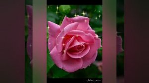 Роза и Ромашка . Видеомонтаж Елена Мельникова.