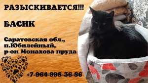 Пропал кот! БАСИК. Саратовская обл., п.Юбилейный.
