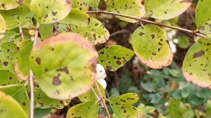 #а осень хоть и уходит но красива