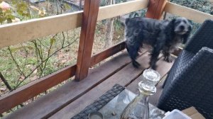 СОЧИ ГОРНОЕ ЛОО ВЕЧЕР 20.11.2025