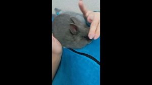 Кролик декоративный минор