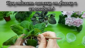 Для начинающих) Как отделить пасынки от фиалки и посадить их?