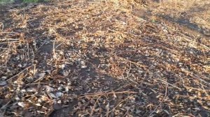 💥💥💥НЕДОРАБОТАННЫЙ ОГОРОД💥💥💥