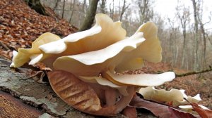 Грибной ноябрь в Кизилташском лесу.