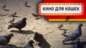 Видео для кошек - Воробьи и голуби (Развлеки своего кота)