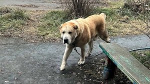 Полицейский застрелил собаку на детской площадке