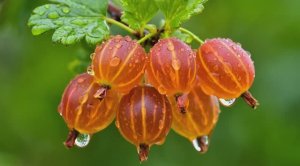 Ягоды крыжовника