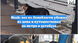 Mash: пес из Ленобласти убежал из дома и путешествовал на метро и автобусе