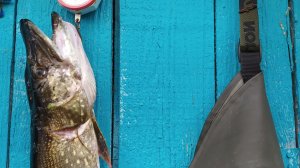 РАЗГОВОРЫ О РЫБАЛКЕ