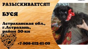 Пропала собака! БУСЯ. Астраханская обл, г.Астрахань