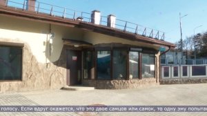 19.11.2025 Фламинго и эму стали новыми обитателями Сахалинского зоопарка