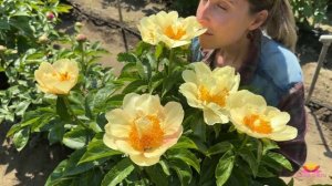 Абрикосово-желтый пион Solidus / Сад Ворошиловой