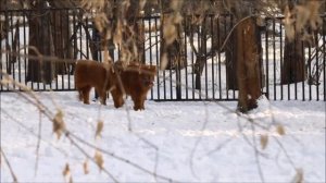 У Леоны появился новый друг и ей с ним очень весело 19.11.2025