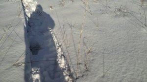 "Электробус"камыш..