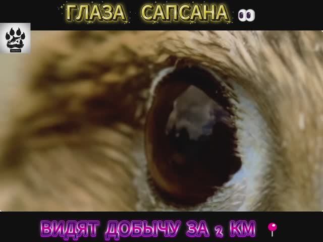 Невероятные факты о птице САПСАН, которые вас шокируют! ☺️ смотреть онлайн