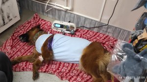 Тайга после операции.