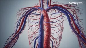 ViTA12: СЕРИЯ  C - СЕРДЕЧНО-СОСУДИСТАЯ, КРОВЕНОСНАЯ СИСТЕМЫ